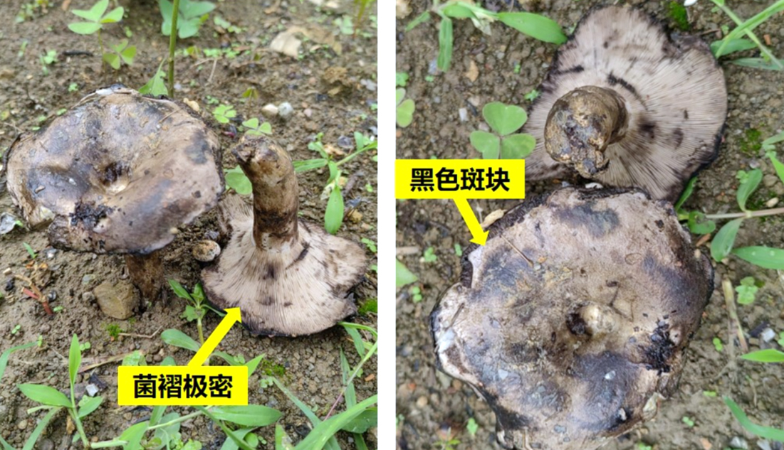 密褶红菇.jpg